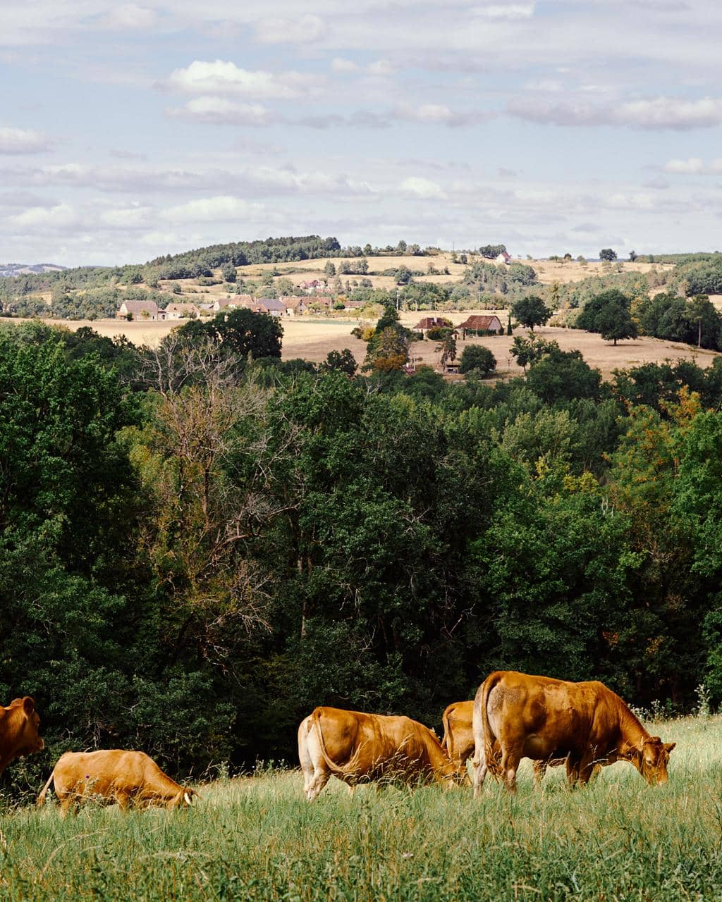 Landscape with cows - 2020